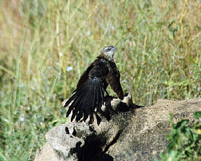 Bottle Bird