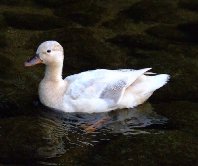 Albino Duck