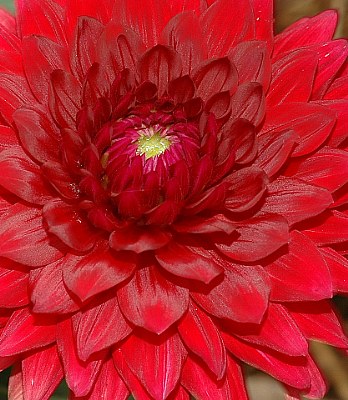 Dinner Plate Dahlia