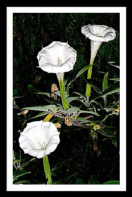 Mirabilis jalapa-3