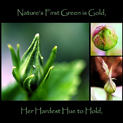 Nature's First Green