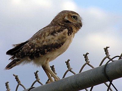 Bird on a Wire