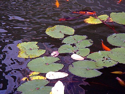Leaves & Fishes