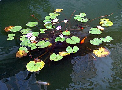 Fishes & Lilies