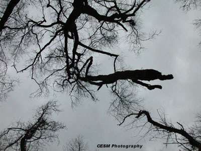 Tree Hanging