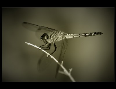 ...dragonfly in infrared...