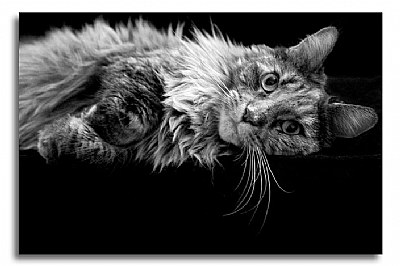 Maine Coon