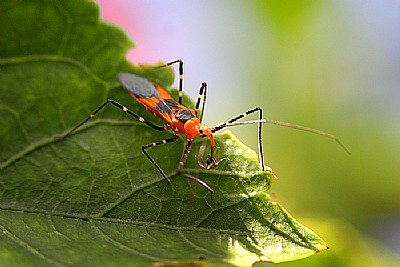 Bug II