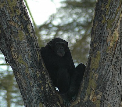 Tree Chimp