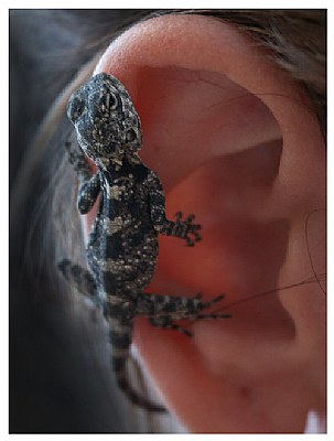 crocodile on ear