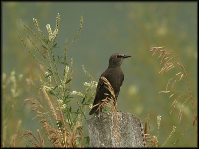 European Starling