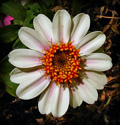 Single Zinnia 