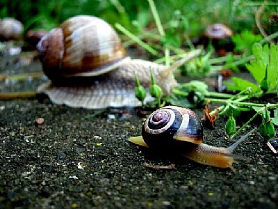 Tour de Snail