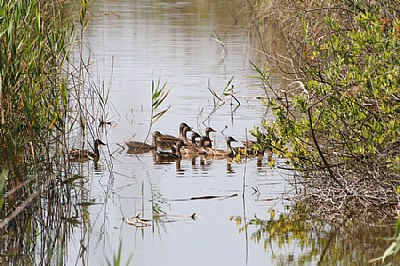 Lago di Massaciuccoli