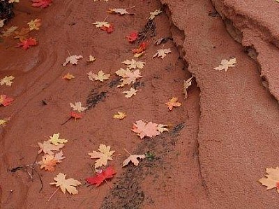 Zion Falling