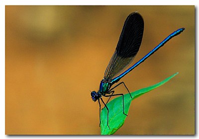 la libellula blu'