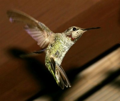 Anna's Hummingbird L'il Red