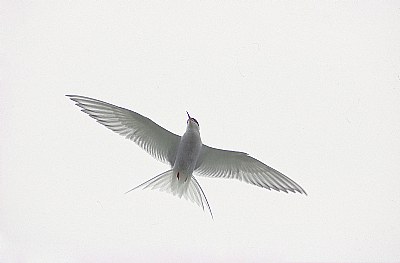 Arctic Tern