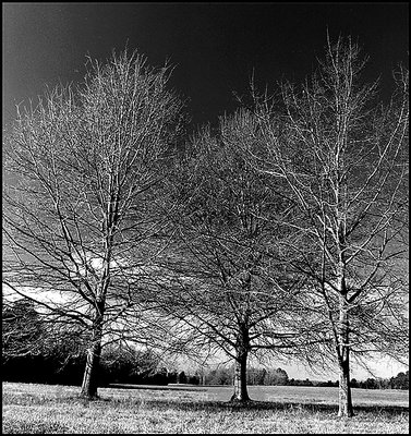 Three Trees under Blue Winter skies