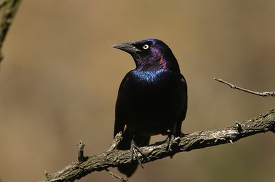 Common Grackle