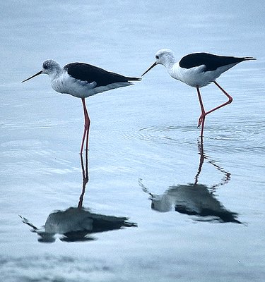 Black winged Stilts