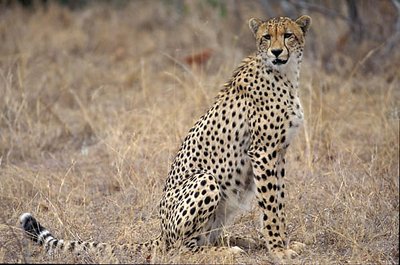 Cheetah