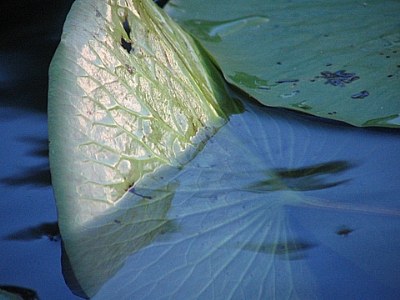 lilypads: sunset's glow