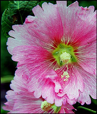 Pink hollyhocks