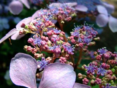 hydrangea