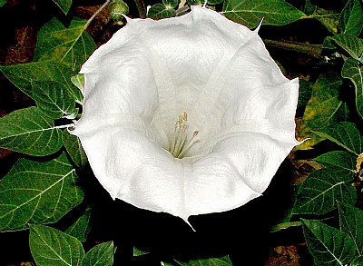 Mirabilis jalapa-5