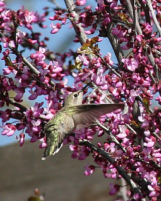 Backyard beauty