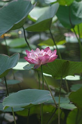 Lotus 2