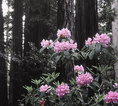 Rhodys