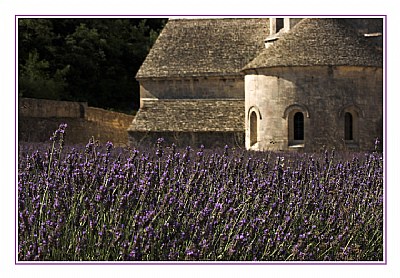 Cistercian violet