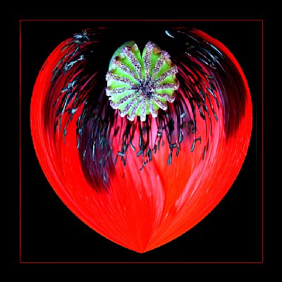 The Heart of a Poppy