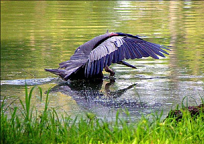 Great Blue in Quest of Food