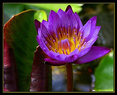 "Water Lily 1"