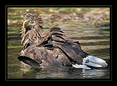 Bathing eagle