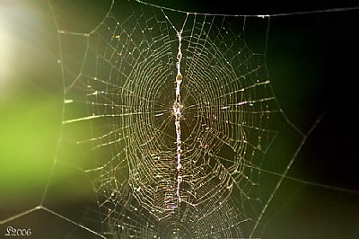 What a Web