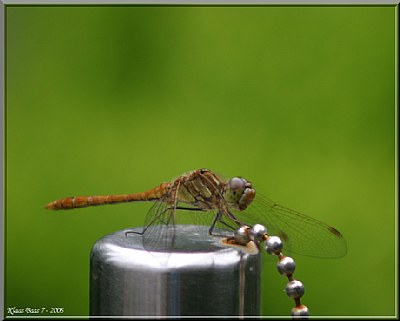 Resting Dragonfly