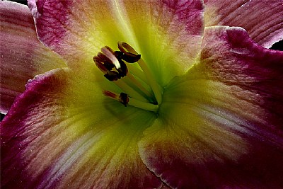 purple lily upclose