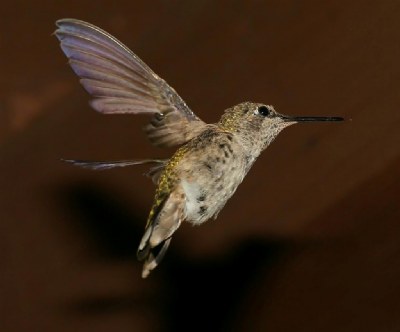 Anna's Hummingbird L'il Red