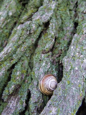 Snail on Tree