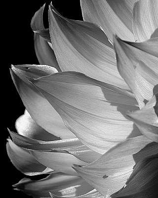 Striations of a Flower