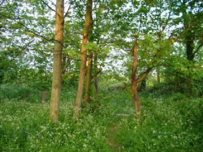 green leaves