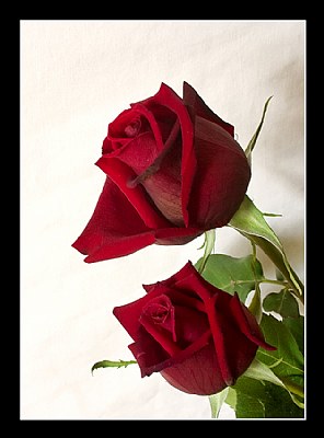 2 Roses