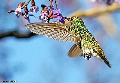 .:: hummingbird ::.