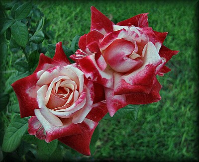 Double Double Delight Rose