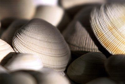 Shells upon the Shore