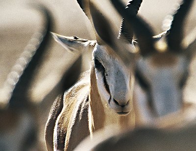 Springbok